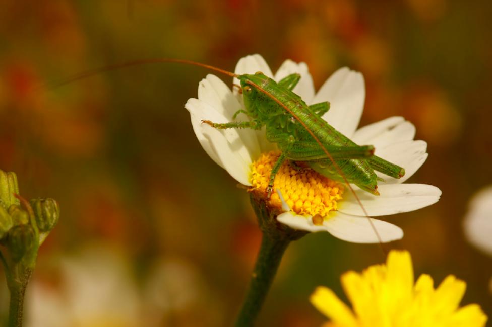 Saltamontes en flor